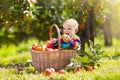 Baby in apple basket in autumn fruit orchard Royalty Free Stock Photo