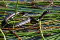 Baby aquatic garter snake on reeds