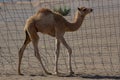 Baby Arabian camel Camelus dromedarius Royalty Free Stock Photo