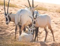 Baby arabian oryx with her family. Dubai, UAE. Royalty Free Stock Photo