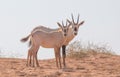 Baby arabian oryx with her family. Dubai, UAE. Royalty Free Stock Photo