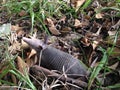 Baby Armadillo in Woods. Royalty Free Stock Photo