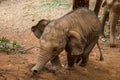 Baby Asian Elephant Calf