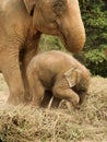 Baby Asian elephant playing with mother elephant Royalty Free Stock Photo