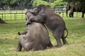 Baby Asian Elephants Playing Royalty Free Stock Photo