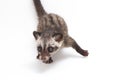 The Baby Asian palm civet or luwak Paradoxurus hermaphroditus is a viverrid native to South and Southeast Asia. Royalty Free Stock Photo