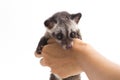 The Baby Asian palm civet or luwak Paradoxurus hermaphroditus is a viverrid native to South and Southeast Asia. Royalty Free Stock Photo