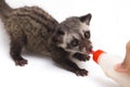 The Baby Asian palm civet or luwak Paradoxurus hermaphroditus is a viverrid native to South and Southeast Asia. Royalty Free Stock Photo