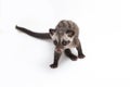 The Baby Asian palm civet or luwak Paradoxurus hermaphroditus is a viverrid native to South and Southeast Asia. Royalty Free Stock Photo