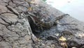 Baby Asian Water Monitor Lizard, Varanus Salvator in Lumphini Park in Bangkok, Thailand. Royalty Free Stock Photo