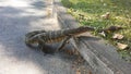 Baby Asian Water Monitor Lizard, Varanus Salvator in Lumphini Park in Bangkok, Thailand. Royalty Free Stock Photo