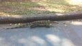 Baby Asian Water Monitor Lizard, Varanus Salvator in Lumphini Park in Bangkok, Thailand. Royalty Free Stock Photo