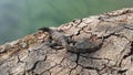 Baby Asian Water Monitor Lizard, Varanus Salvator in Lumphini Park in Bangkok, Thailand. Royalty Free Stock Photo