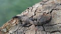 Baby Asian Water Monitor Lizard, Varanus Salvator in Lumphini Park in Bangkok, Thailand. Royalty Free Stock Photo