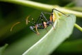 A baby assassin bug waiting in ambush for a delicious insect Royalty Free Stock Photo