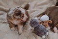 Baby aussie is real shepherd. Brown puppy sleeps nearby. Australian Shepherd puppy red Merle sits on soft fluffy white sheepskin