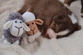 Baby aussie is real shepherd. Brown puppy sleeps with toys. Australian Shepherd puppy red tricolor sleeps sweetly on soft fluffy