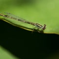 Baby dragonfly resting on lily pad by the pond