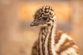 Baby Australian Emu Royalty Free Stock Photo