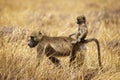 Baby baboo sitting on the back of the mother`s back in a grassy field