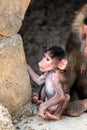 Baby baboon