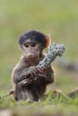 Baby Baboon Royalty Free Stock Photo