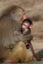 Baby baboon Royalty Free Stock Photo