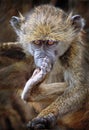 Baby baboon Royalty Free Stock Photo