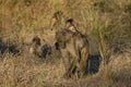 Baby Baboon with Grass on Mom's Back