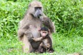 Baby baboon with its mother