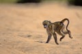 Baby Baboon in Kruger National Park Royalty Free Stock Photo