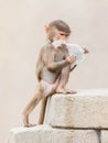 Baby baboon learning to eat through play Royalty Free Stock Photo