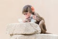 Baby baboon learning to eat through play Royalty Free Stock Photo