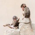 Baby baboon learning to eat through play Royalty Free Stock Photo