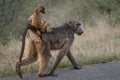 Baby baboon casually rides on its mother\'s back Royalty Free Stock Photo