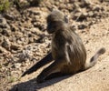 Baby baboon monkey enjoying and walking on the African savannah in South Africa