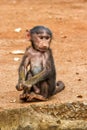 Baby baboon nearthe Ngorongoro crater - Tanzania Royalty Free Stock Photo