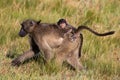 Baby baboon riding on mother`s back.