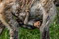 Baby Baboon Riding Below Mother Royalty Free Stock Photo