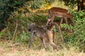 Baby baboon rinding its mom`s back Royalty Free Stock Photo