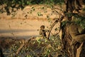 Baby baboon sat in a tree