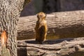 Baby baboon sitting on tree, back turned