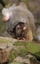 Baby baboons hugging