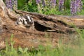 Baby badger cub exploring a hollowed out log during springtime