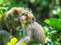 Baby Balinese long-tailed monkey