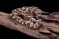 Baby Ball or Royal Python, Fire morph