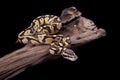 Baby Ball or Royal Python, Firefly morph