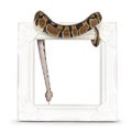 Ballpython snake on white background
