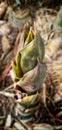 Baby bamboo growing in field