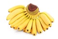 Baby banana bunch isolated on white background with clipping path and full depth of field Royalty Free Stock Photo